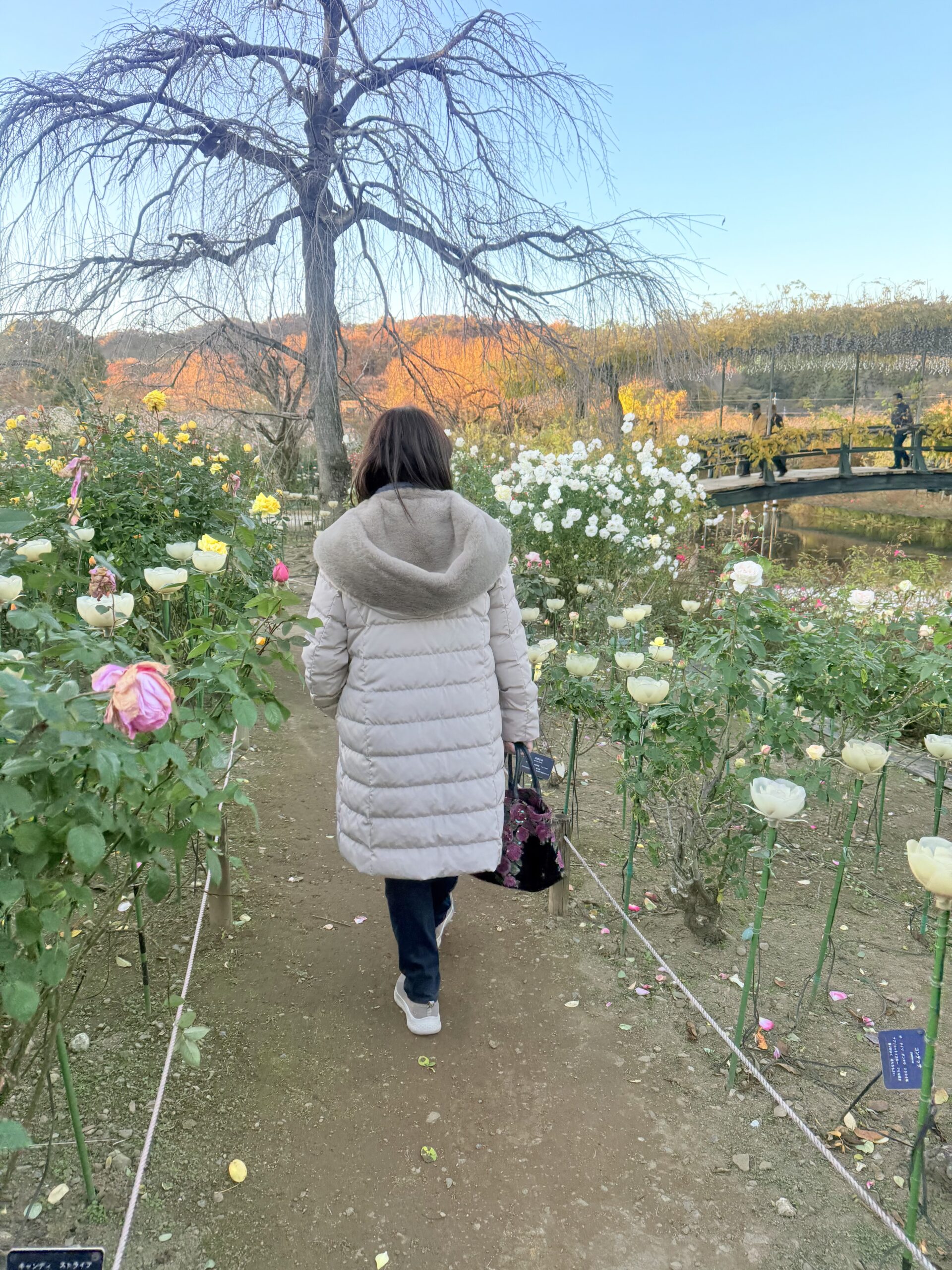 あしかがフラワーパーク夕方のバラ園を楽しむ