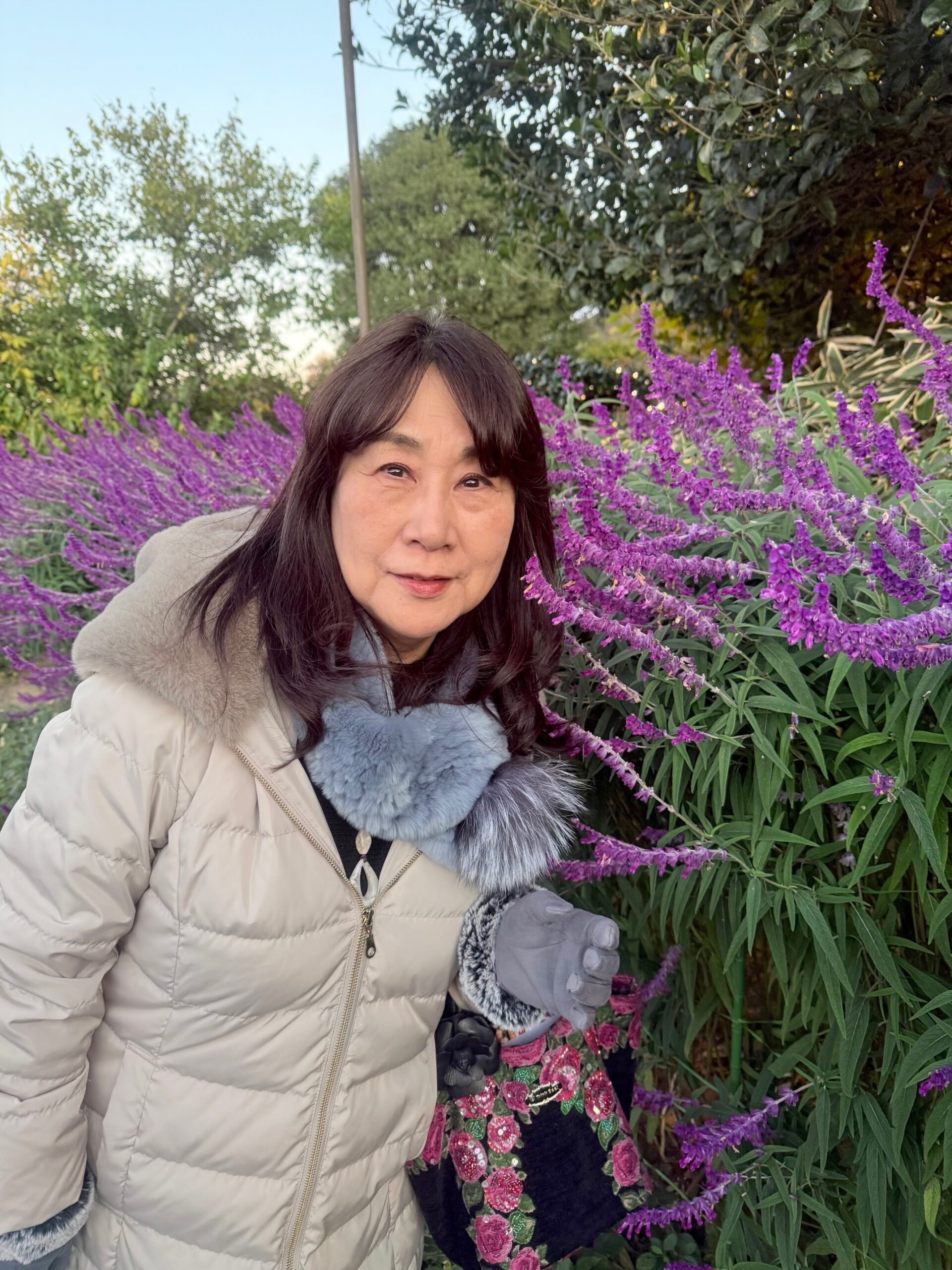 あしかがフラワーパークでアメジストセージと写真