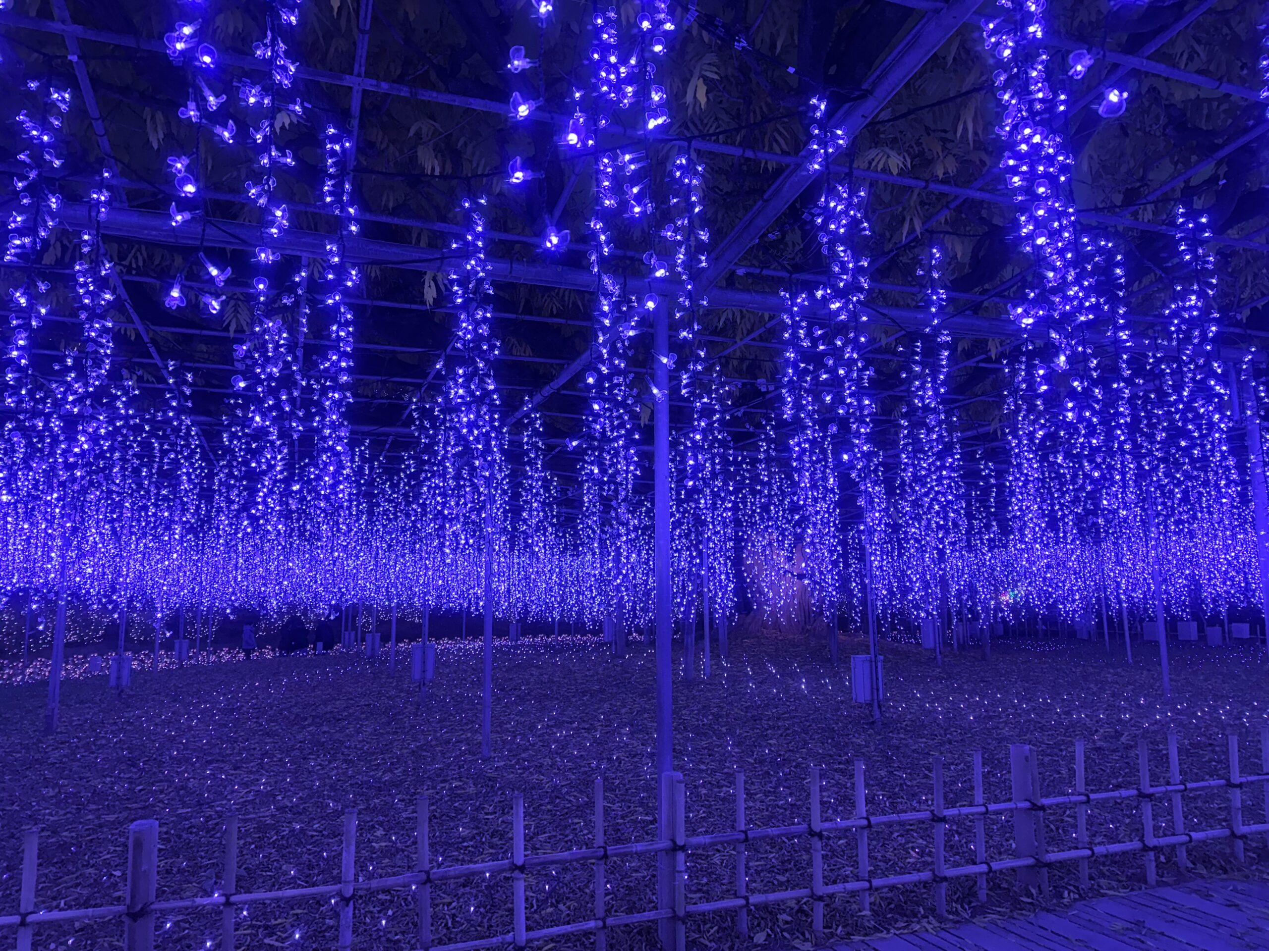 あしかがフラワーパークの藤の花のイルミネーション