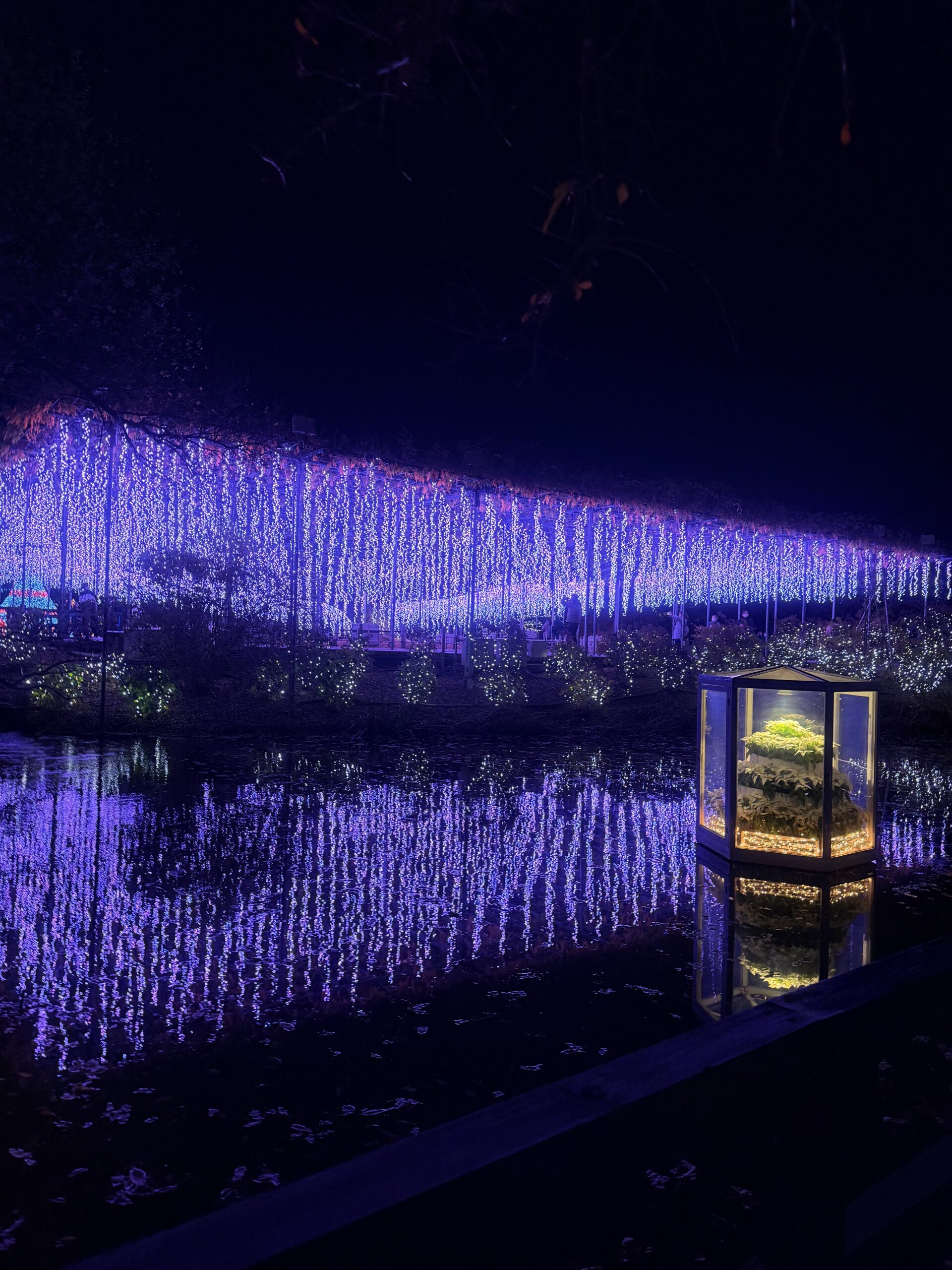 あしかがフラワーパークの藤の花のイルミネーションが水面に写る