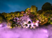 ホテル椿山荘東京桜ライトアップ