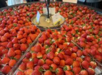 ウェスティン横浜恋するいちごビュッフェのいちごボウル