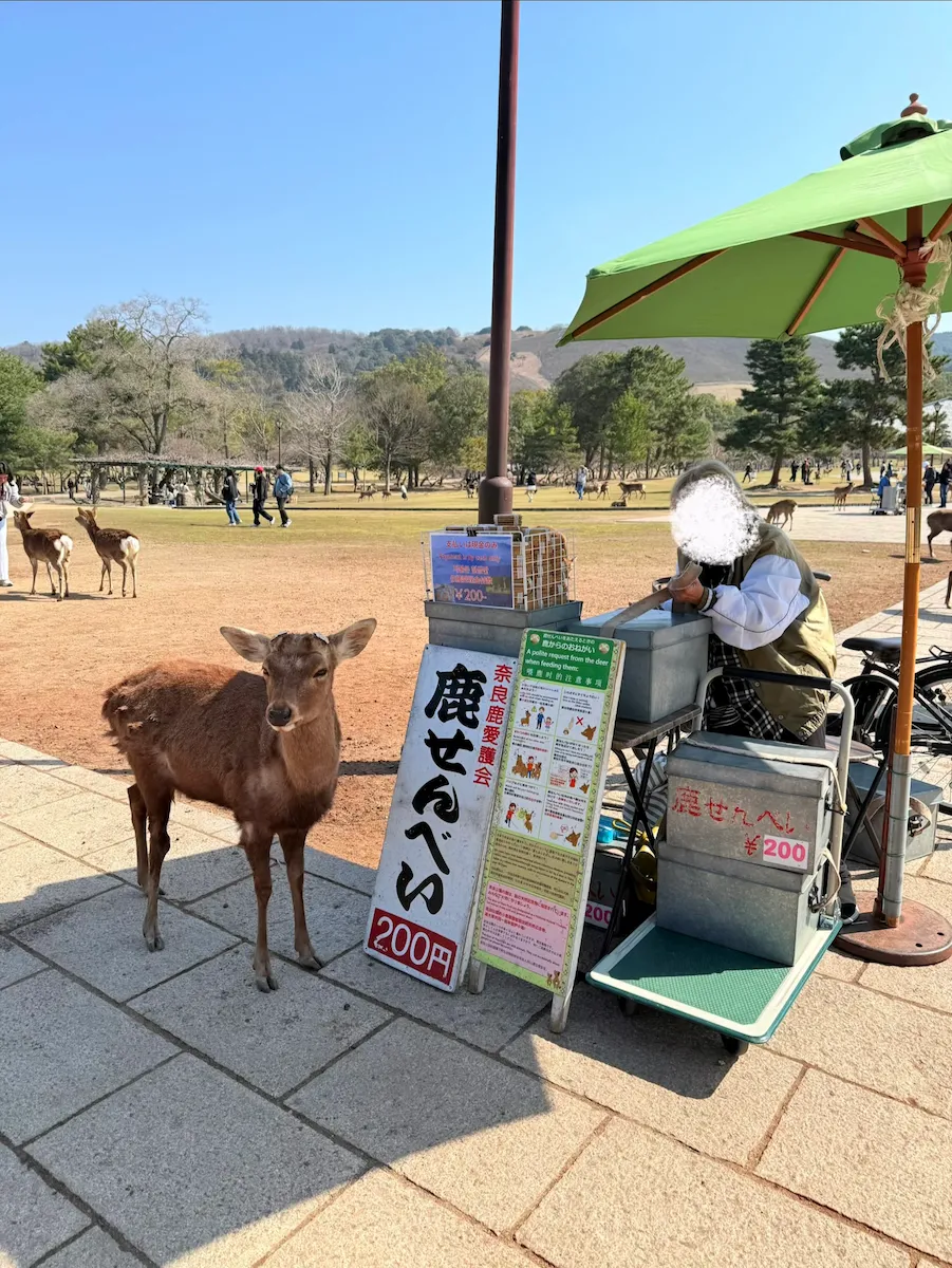 奈良公園で鹿せんべいを買う