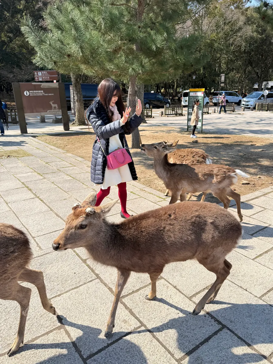 奈良公園で鹿せんべい。持っていないアピール