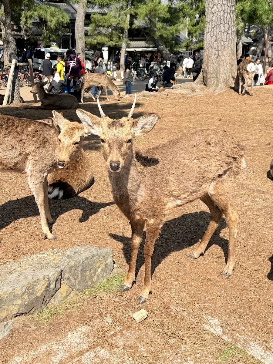 奈良公園の若いオス鹿さん
