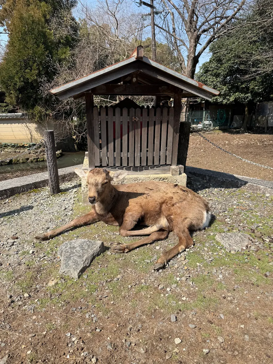 奈良公園でリラックスする鹿