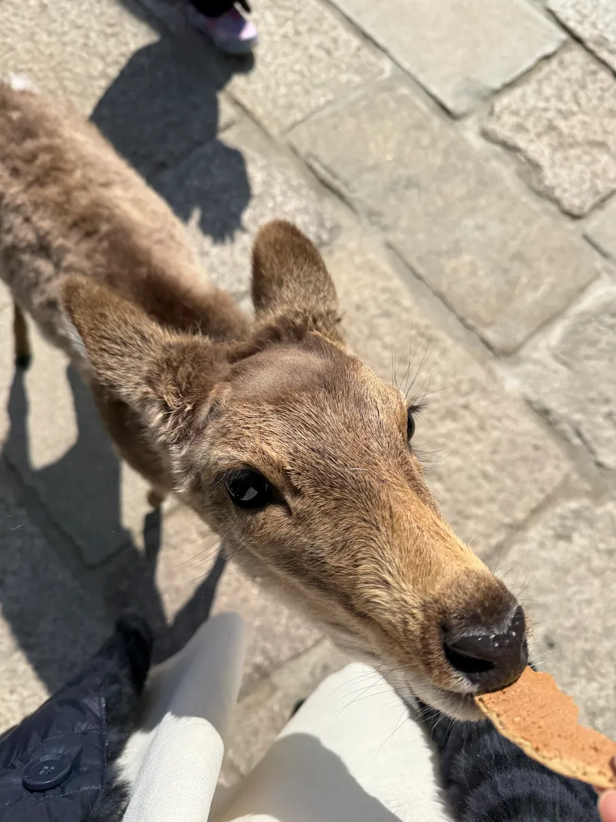 奈良公園で鹿さんにおせんべい。食べる鹿