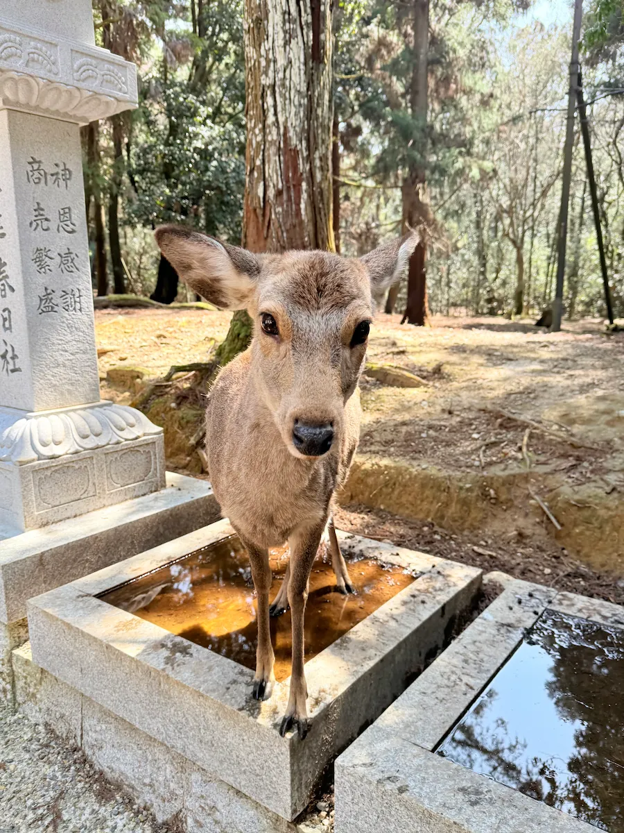 奈良公園の鹿さん