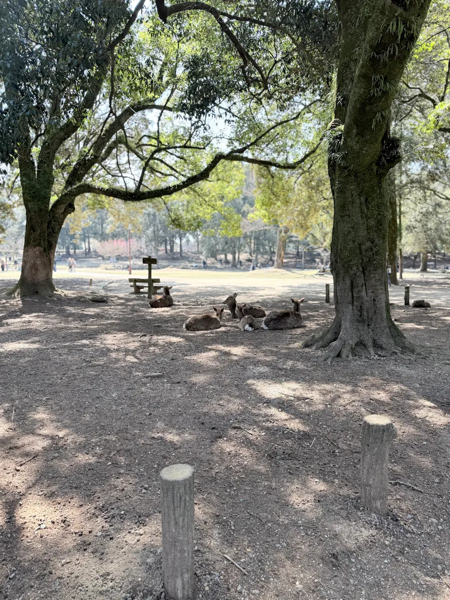 奈良公園でリラックスする鹿さんたち