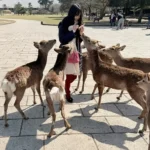 奈良公園で鹿せんべいをあげたら鹿さんが集まった