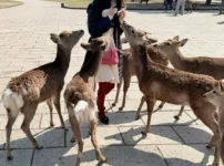 奈良公園で鹿せんべいをあげたら鹿さんが集まった