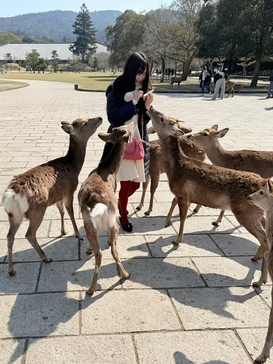 奈良公園で鹿せんべいをあげたら鹿さんが集まった