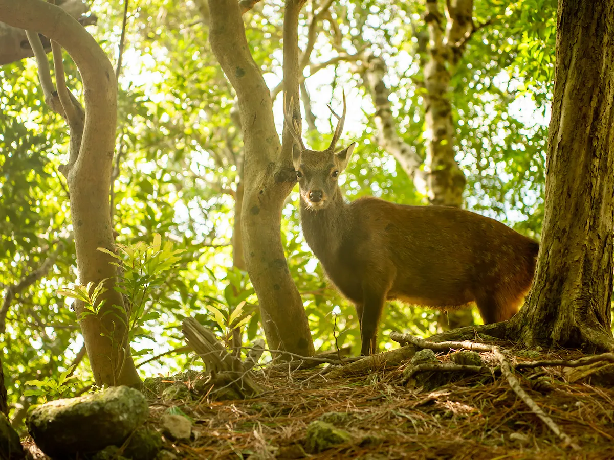 【2位】屋久島（日本・自然遺産）