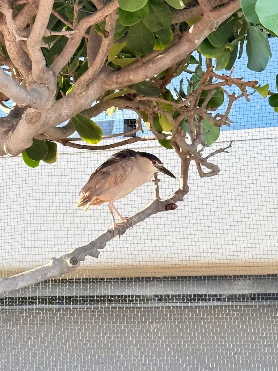 ヒルトンハワイアンビレッジのビーチの木にとまっていた鳥