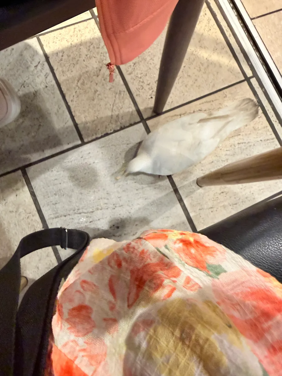 ハワイにいた鳥