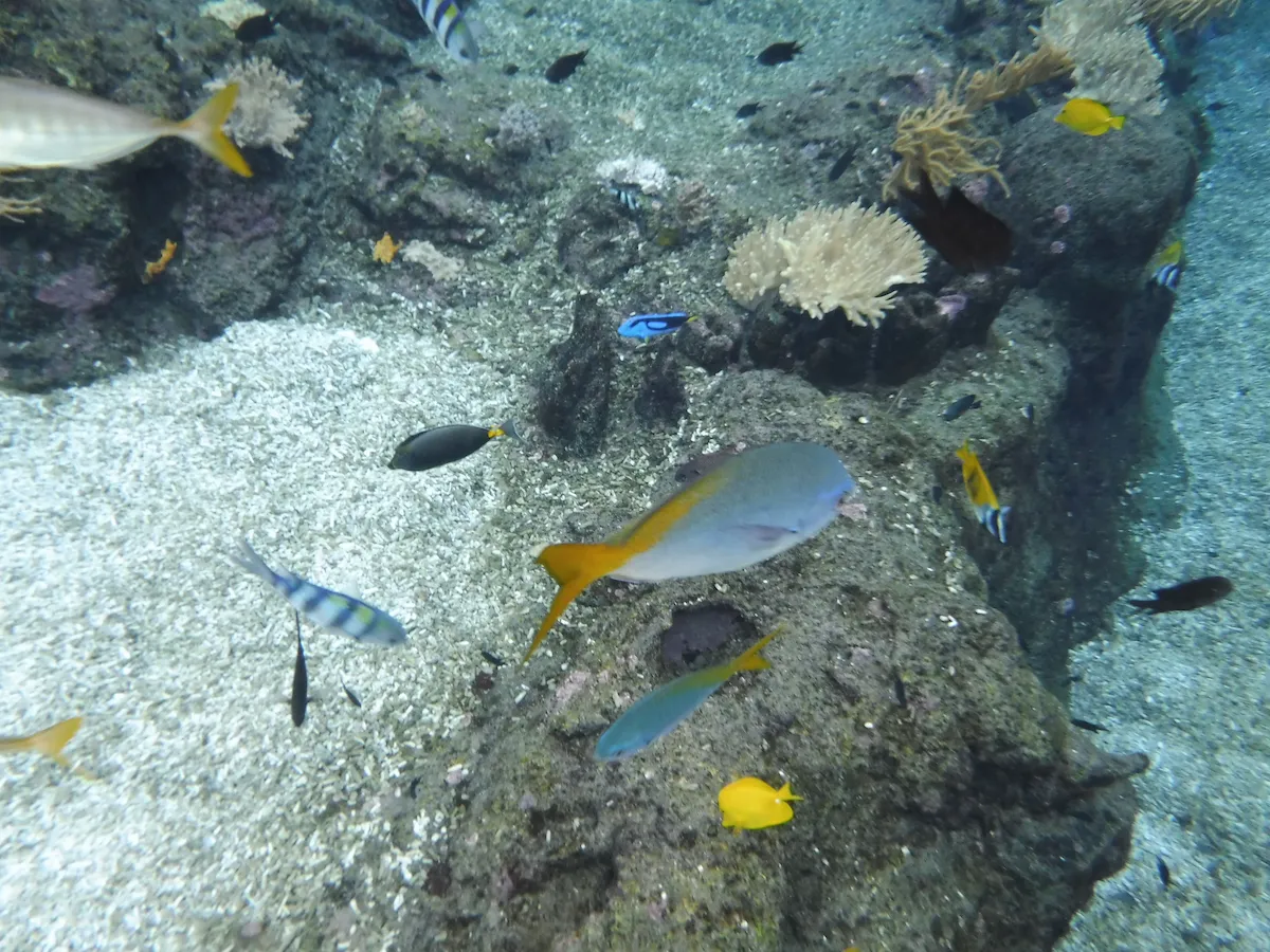 アドベンチャーコーブのシュノーケリングができるプールの水中の魚たち２