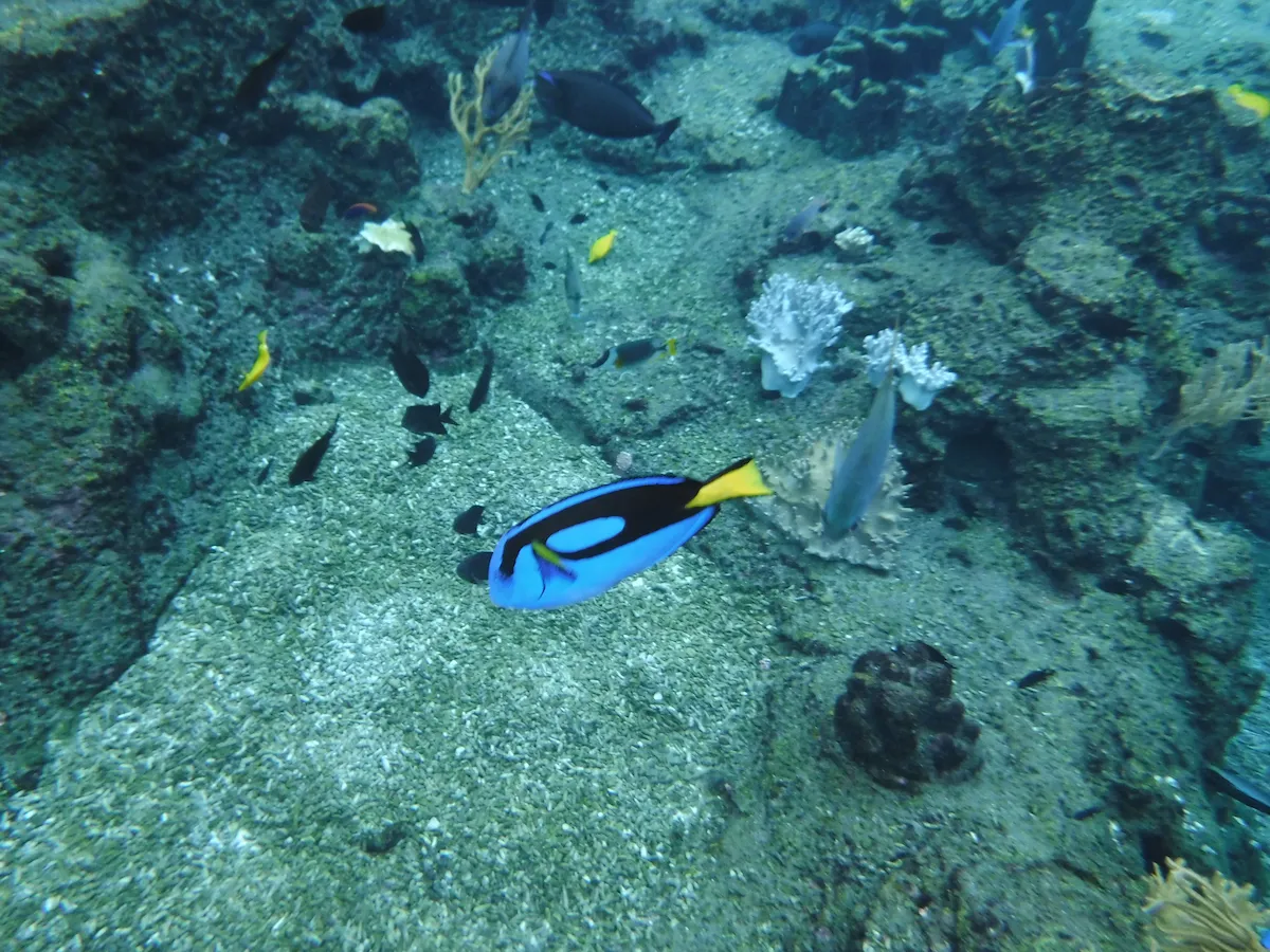 アドベンチャーコーブのシュノーケリングができるプールの水中のカラフルな魚