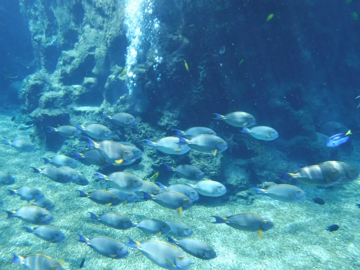 アドベンチャーコーブのシュノーケリングができるプールの水中の魚たち