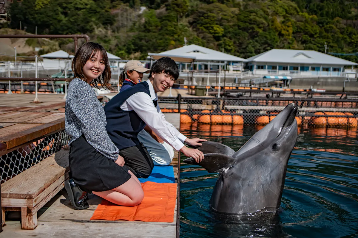 つくみイルカ島 イルカとのふれあい体験