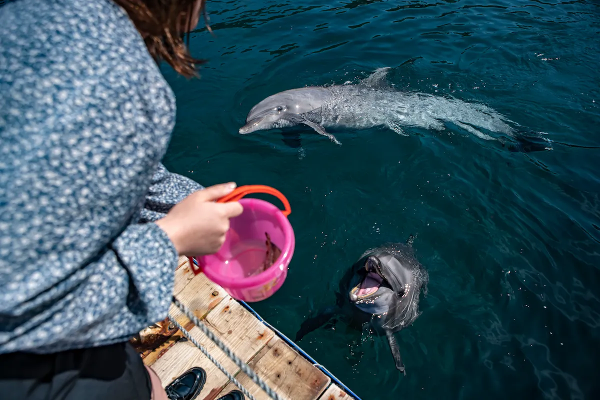 つくみイルカ島でイルカに餌やり