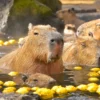 カピバラと柚子湯