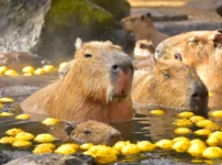カピバラと柚子湯