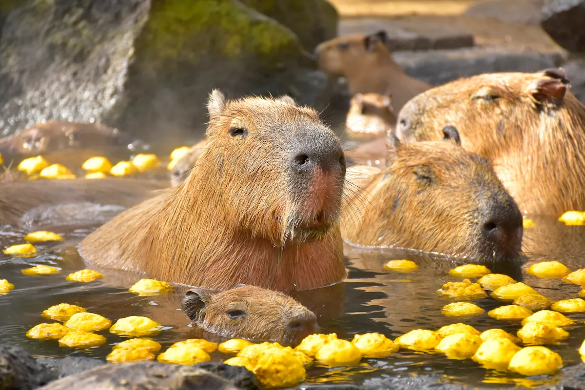 カピバラと柚子湯
