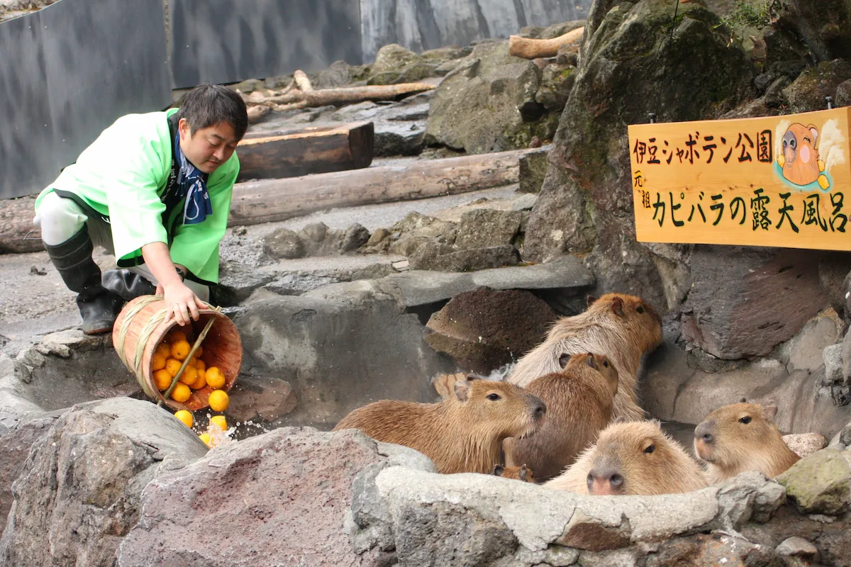 ゆず湯に入るカピバラ