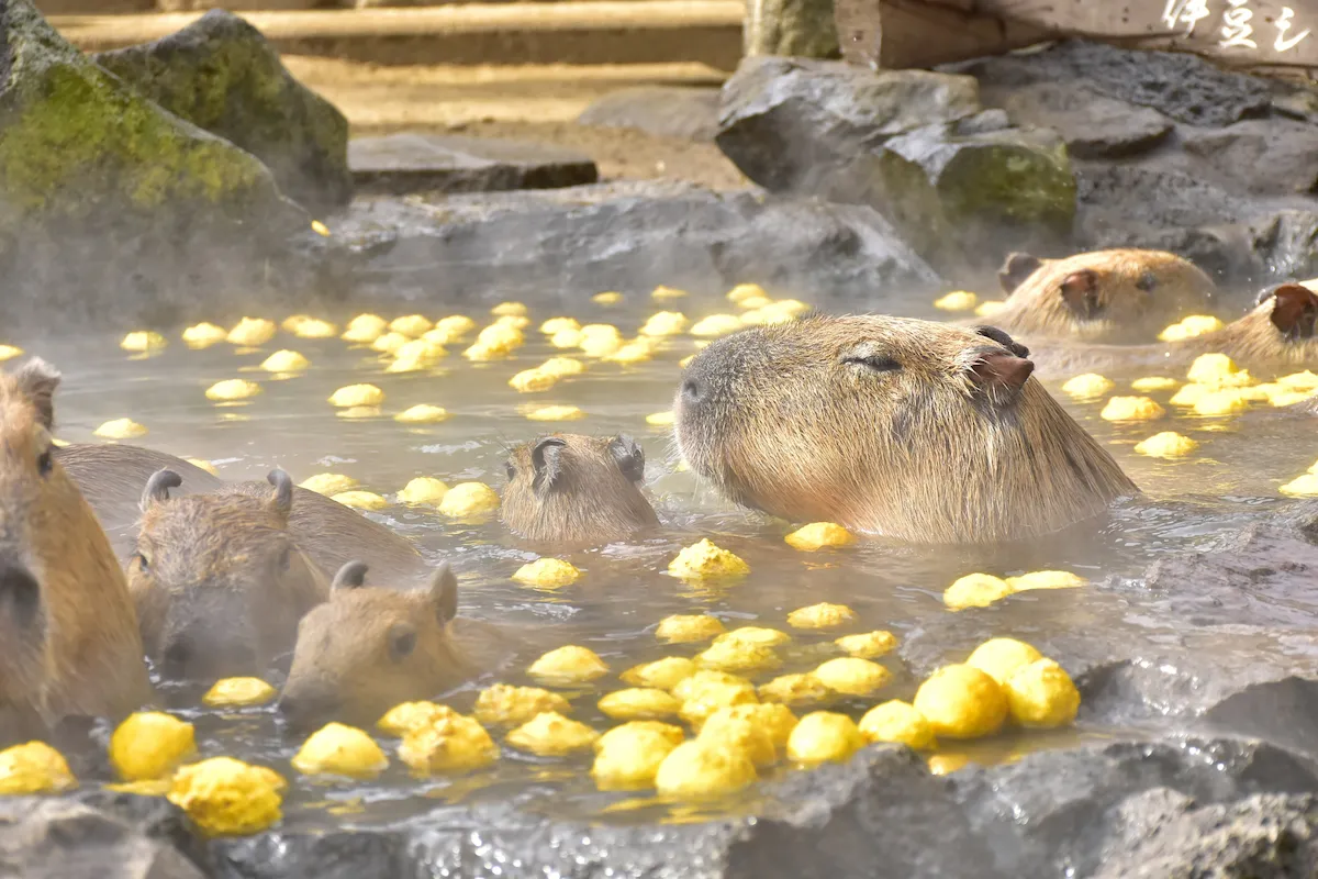 伊豆シャボテン公園のカピバラと柚子湯